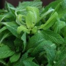 정자나무아래 이미지