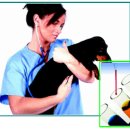 비비펫 동물병원 이미지