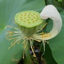 연근농장 이미지