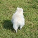 (주)도그아일랜드 이미지