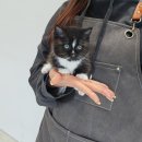 안녕, 멍냥 이미지