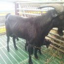 늘푸른염소농장 이미지