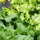 예나농장 이미지