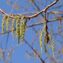 오리나무 이미지