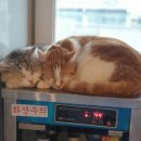 별이랑 놀자 이미지