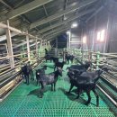 대섬흑염소요리 - 서산시 문화로 34-1 | [서귀포 맛집] 초복 보양식으로 만난 가마솥 7시간의 진한 감동, 도원흑염소요리 본점 솔직 후기