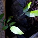 개산초등학교 이미지