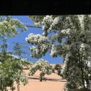 봉산 이팝나무길 이미지