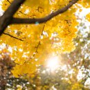 은행나무1길 이미지