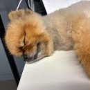 안산에이스 애견미용학원 네이버블로그