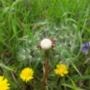 민들레홀씨 이미지