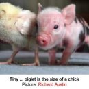 토종돼지농장 이미지