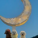 8월19일 퍼피80&amp;산성마루식당