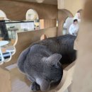 수도로76번길 | 김포 아이랑 갈만한곳 : 미어캣인더시티 고양이 카페 실제 체험 후기