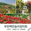 부천 백만송이 장미원 축제 실시간 개화상황과 주차정보