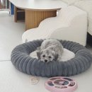 [반려동물] 강아지 자동 급식기 추천, 맞벌이 가정 필수템 "바램펫 밀리" 내돈내산 후기
