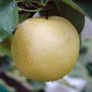 조이스킨 이미지