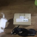 디바인퍼피 | [강아지 눈물사료 추천] 고 연어(GO연어)사료 :: 강아지 눈물자국 없애기