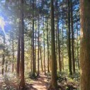 사려니숲길주차장 이미지