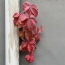 한국화(민화) 이미지