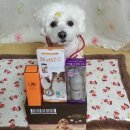 도그앤박스 이미지