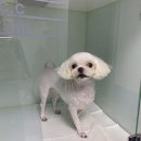 포일동물병원 이미지