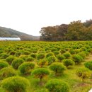 애기봉목장 이미지