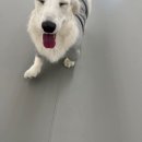 마조르댕 이미지