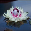 자연의 신비, 아마존빅토리아수련Amazon warter lily의 대관식戴冠式 이미지