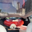 이마트24 여수넘너리점 | [여수] 개아들 도하와 떠난 두 번째 휴가 🏖️