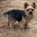아지사랑 | 반려동물 맞춤 양모 인형 제작 후기 🐶: 내 사랑 아지의 따뜻한 기억