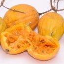 하늘타리 이미지