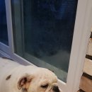 더블유펫 테마파크 이미지