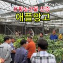 전통발효농법-유황애플망고, 유튜브 동영상 이미지