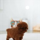 여주켄넬 | 여주토이푸들분양 귀여운아이들과 함께