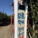 순이감귤