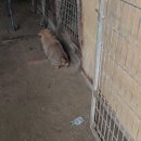 이쁜 댕댕이 이미지