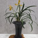 한국춘란 전시회 이미지