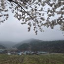 동서대로 | 고창 벚꽃이 아름다운 곳 / 석정힐CC 앞 동서대로 / 시골집 풀 뽑기