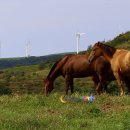 만길목장 이미지