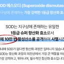 성부식품 | 사철쑥 효능과 먹는법, 활성산소 제거 황산화 SOD효과 총정리 !