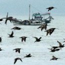 인천의 갯벌 이야기 이미지