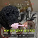 간식먹개 | 강아지 습식사료 비벼먹개 정착 한 썰