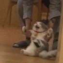 보다-아