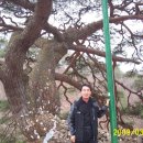 신비의소나무 앞 이미지