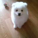 복슬 강아지 이미지