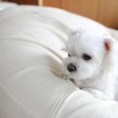 팜펫동물병원