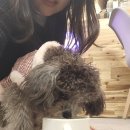 삼덕애견 이미지