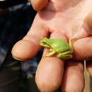 청개구리 이미지