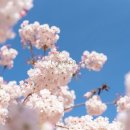 토요시장 이미지